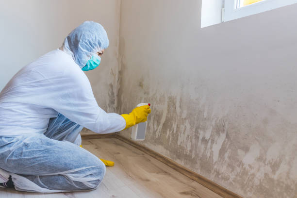 Professional mold removal team in Ridgewood